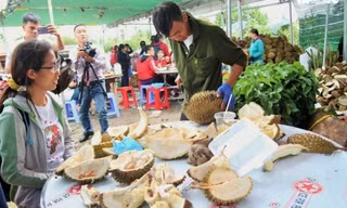 Sầu riêng giá rẻ, ăn xong trả lại hạt ở Bến Tre