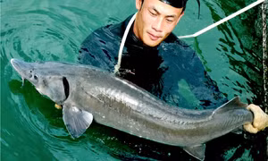 Nuôi cá tầm dài 1m, nặng 30kg giữa lòng sông Đà