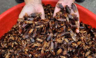 Bên trong trang trại gián lớn nhất hành tinh