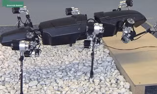 Đại học Mỹ chế tạo robot bắt chước gián