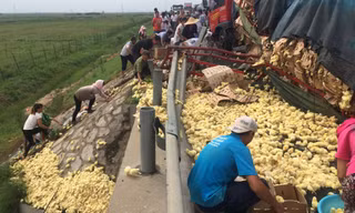 Xe chở 10.000 gà con bị lật, dân thi nhau ‘hôi của’