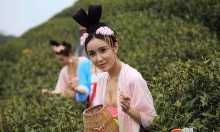 Mỹ nữ Trung Quốc diện y phục cung đình lên núi hái chè