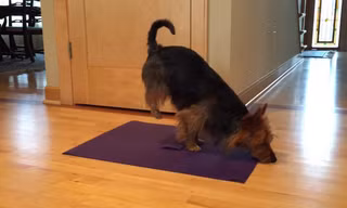 Chú chó tự tập Yoga gây ‘sốt’ mạng xã hội