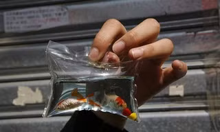 Nhốt cá, rùa vào bong bóng làm… móc chìa khóa