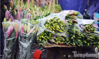 Hoa ly ngập chợ vẫn đắt như tôm tươi