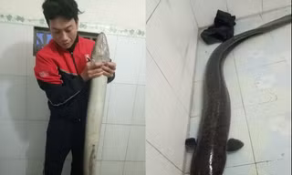 Bắt được cá lệch 'khủng' nặng gần 10kg trong sáng ngày đầu năm