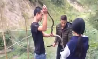 Nhóm thanh niên bỏ con rắn vừa bắt được vào bao. Ảnh cắt từ video.