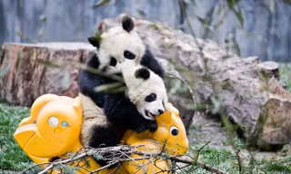 Cận cảnh ‘nhà trẻ’ gấu trúc siêu dễ thương