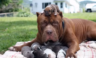 Choáng váng với đàn chó pitbull con giá 10 tỉ đồng