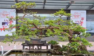 Mê mẩn ngắm bonsai và tiểu cảnh 'độc lạ' ở Thủ đô