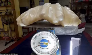Cận cảnh tảng ngọc trai nặng 34kg.
