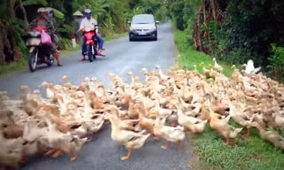 Cảnh đàn vịt nghìn con cùng qua đường ở Việt Nam gây 'sốt' báo Tây