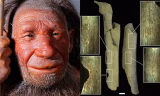 Phát hiện dấu vết cho thấy người Neanderthal từng xẻ thịt đồng loại
