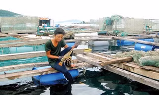 Bão số 9: Tôm hùm nuôi lồng bè chết hàng loạt do sốc nước lũ