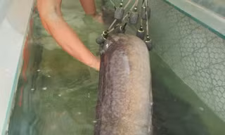 Con cá Lệch nặng 18kg, dài gần 2m.