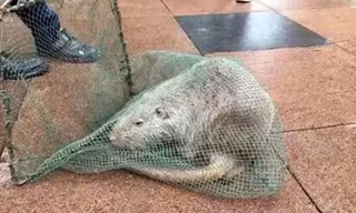 Bắt được chuột khổng lồ dài 1 mét, nặng 10kg