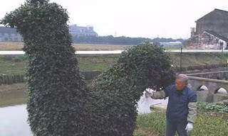 Bụi cây hình gà được trả giá 300 triệu vẫn không bán