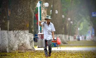 Hà Nội đẹp mơ màng mùa lá sấu dệt thảm vàng