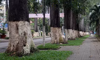 Hàng cổ thụ hơn trăm năm tuổi ở TP Trà Vinh. Ảnh: Cửu Long.