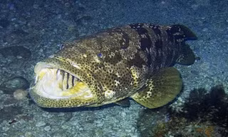Cá mú còn được coi là hung thần của biển cả.