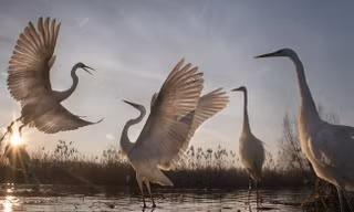 Ảnh minh họa: National Geographic
