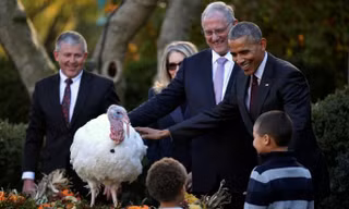 Ông Obama thực hiện nghi lễ ân xá gà tây hôm 23/11. Ảnh: Reuters
