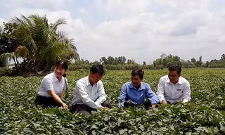 Người dân xã Thành Trung, huyện Bình Tân (Vĩnh Long) cùng cán bộ Agribank và cán bộ địa phương đánh giá hiệu quả của việc đầu tư trồng khoai lang để xuất khẩu.