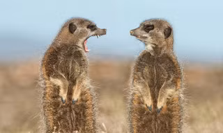 Cuộc thi Comedy Wildlife Photography Awards năm nay thu hút tới 2.200 tác phẩm dự thi đến từ nhiều quốc gia trên thế giới. 
