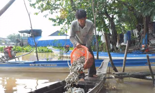 Khấm khá từ cá linh mùa lũ muộn