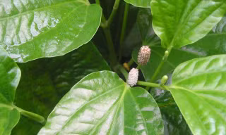 Thuốc đơn giản chữa đau, viêm cột sống