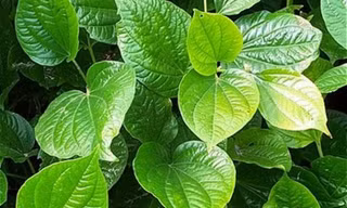 Ảnh minh hoạ: Internet