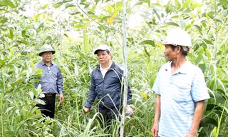 Hơn 31 héc-ta rừng keo lai đột ngột chết do nấm?