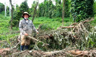 Xót xa cảnh hoa màu bị cuốn trôi do vỡ đập thủy điện