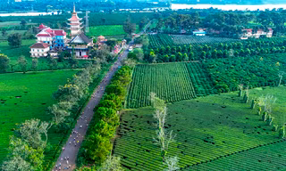 Hơn 1.000 vận động viên chạy dưới hàng thông cổ thụ
