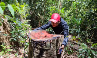 Hiện trường vụ khai thác lâm sản trái phép