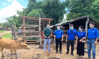 Phó Bí thư Tỉnh đoàn Gia Lai Đỗ Duy Nam (thứ hai từ trái qua) tặng bò giống cho thanh niên nghèo xã Ia Pia, huyện Chư Prông