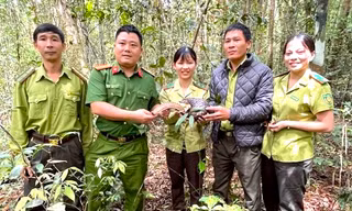 Quảng Ngãi: Phát hiện tê tê vàng quý hiếm bò ngang đường