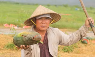 Rơi nước mắt cảnh dưa hấu của nông dân Gia Lai vứt đầy đường