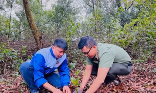 Thanh niên Pleiku và Công an tỉnh Gia Lai trồng hàng ngàn cây xanh