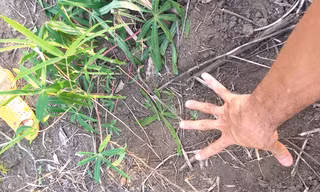 Dấu chân khổng lồ của một con voi để lại tại rẫy mì của người dân