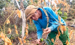 Hàng trăm cây chanh dây, vườn sầu riêng của người dân bị kẻ gian cắt gốc