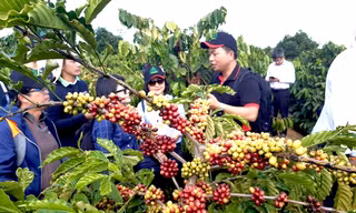 Tìm hướng đi bền vững cho sản xuất và tiêu thụ nông sản Tây Nguyên