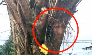 Người dân đổ xô xem cây si có hình giống mặt người, chính quyền lên tiếng