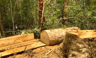 Một vụ khai thác lâm sản trái phép ở huyện Kbang