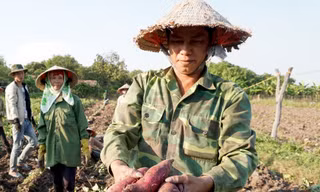Nông dân khóc ròng vì khoai lang rớt giá thê thảm