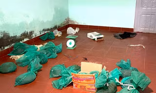 Phát hiện nhiều cá thể tê tê, hổ mang chúa cất trong nhà người phụ nữ