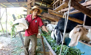 Kỹ sư Y Knáp bên đàn dê của mình