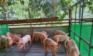 Thương lái bán lợn giống tại Cẩm Khê, Phú Thọ nói rằng, lợn giống đang hiếm, không thể giảm giá Ảnh: Ðức Anh