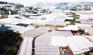 Nhà kính dày đặc tại thành phố Ðà Lạt 