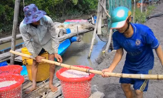 Vận chuyển ruốc lên bờ sau chuyến biển
